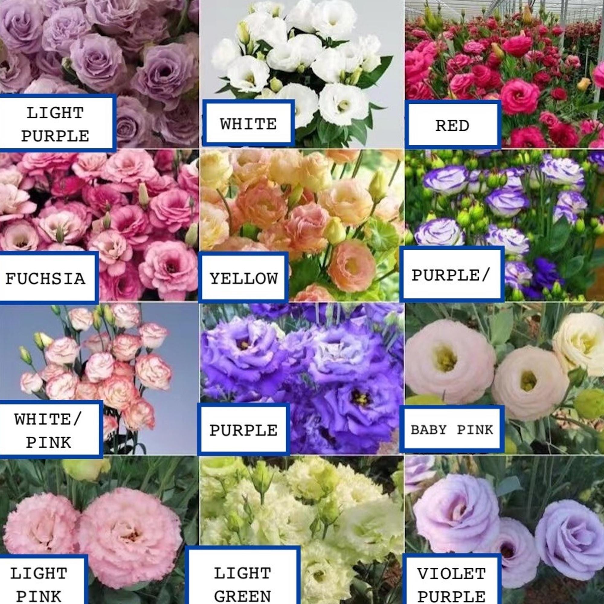25 Lisianthus Flower Seeds – Mixed Colors – Elegant Long-Lasting Blooms for Garden, Bouquet, or Container Planting