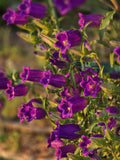 Dark Purple Campanula Bellflower, 55+ Seeds, Perennial