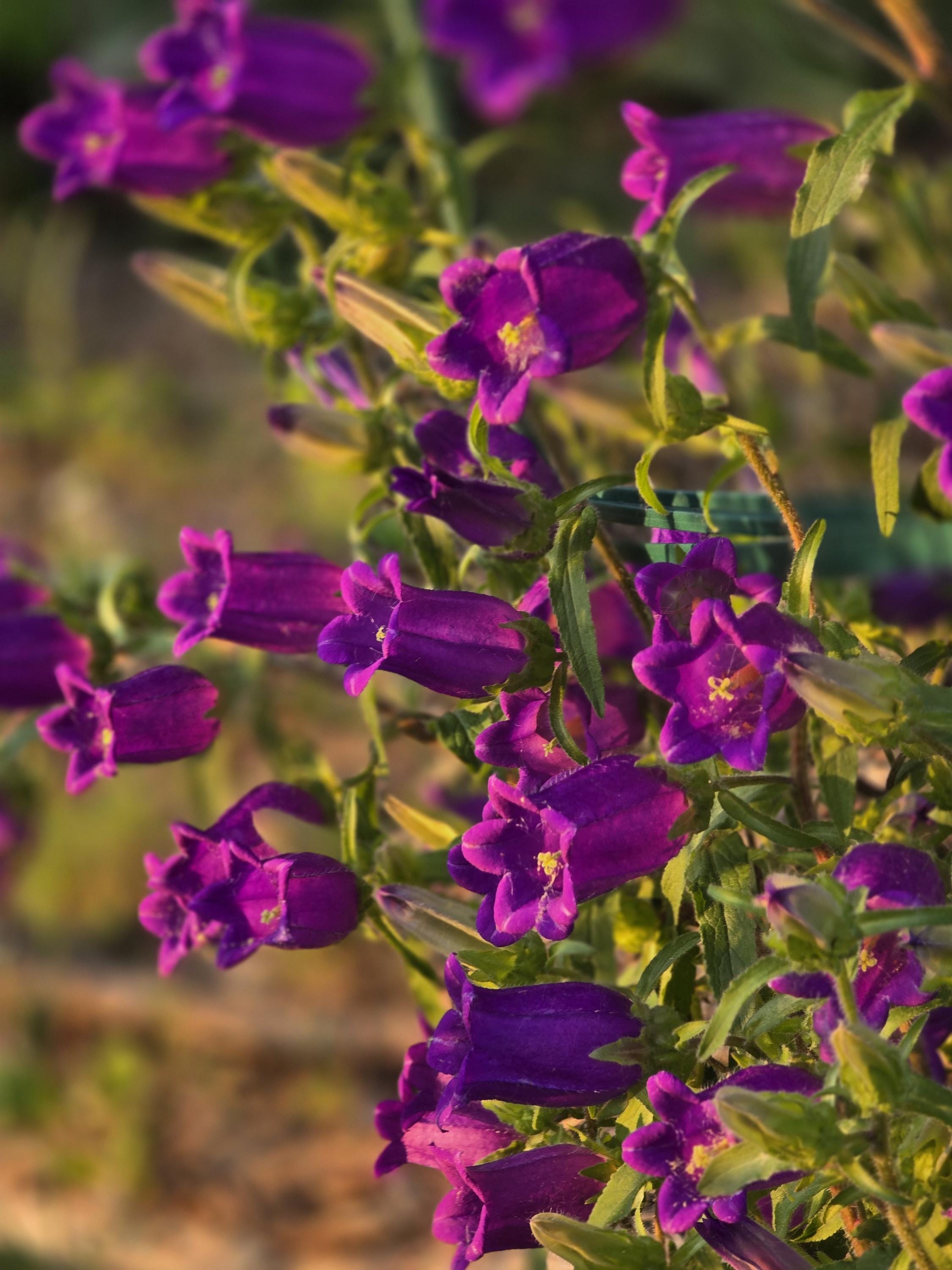 Dark Purple Campanula Bellflower, 55+ Seeds, Perennial
