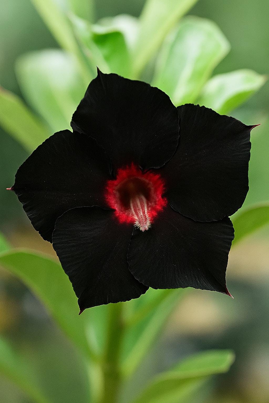Black Red Desert Rose 4 Seeds: Exotic Adenium Obesum, Two-Tone Blooms