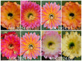 Trichocereus & Echinopsis Hybrid Cactus Seeds – Hand-Pollinated Crosses – Choose Your Favorites – MIK 2024 Collection – 50 Seeds per Pack