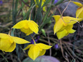 Calochortus amabilis | Diogenes | 10 Seeds