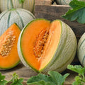 Tuscany Melon Seeds 50+ Cucumis Melo Fruit Melon USA NON-GMO Heat Tolerant
