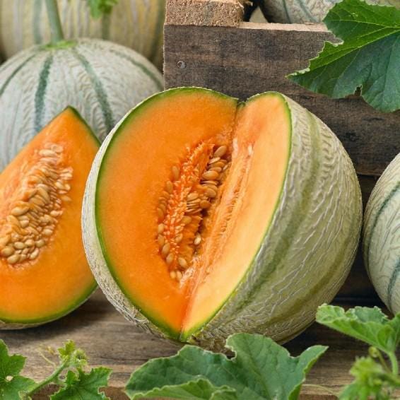 Tuscany Melon Seeds 50+ Cucumis Melo Fruit Melon USA NON-GMO Heat Tolerant