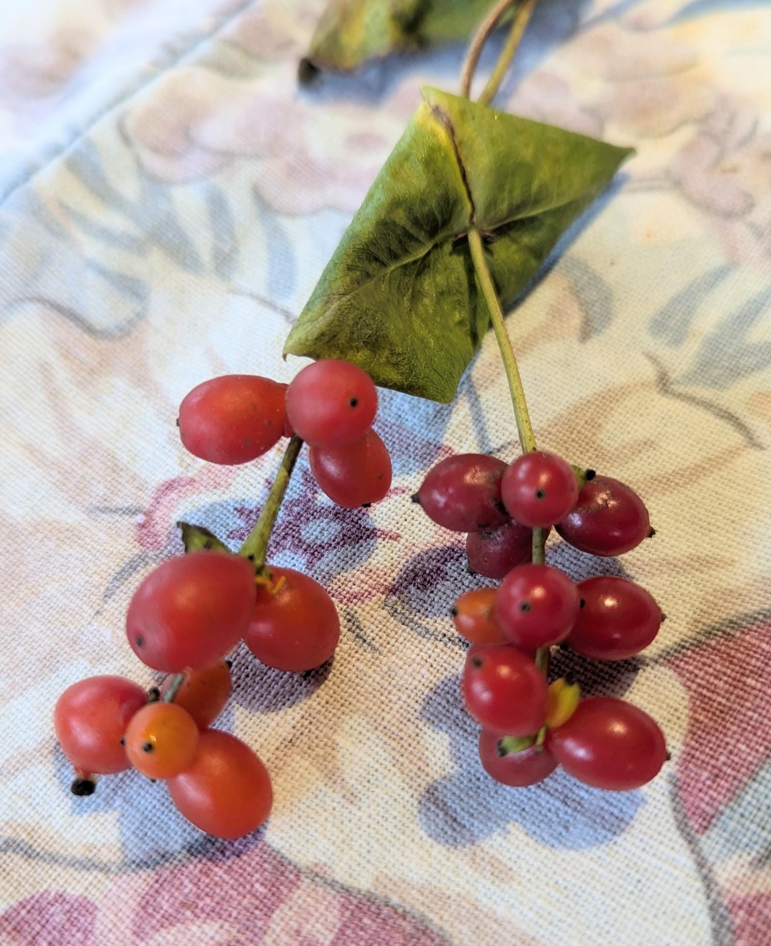 Coral Honeysuckle 9 seeds Lonicera Sempervirens - Florida Native