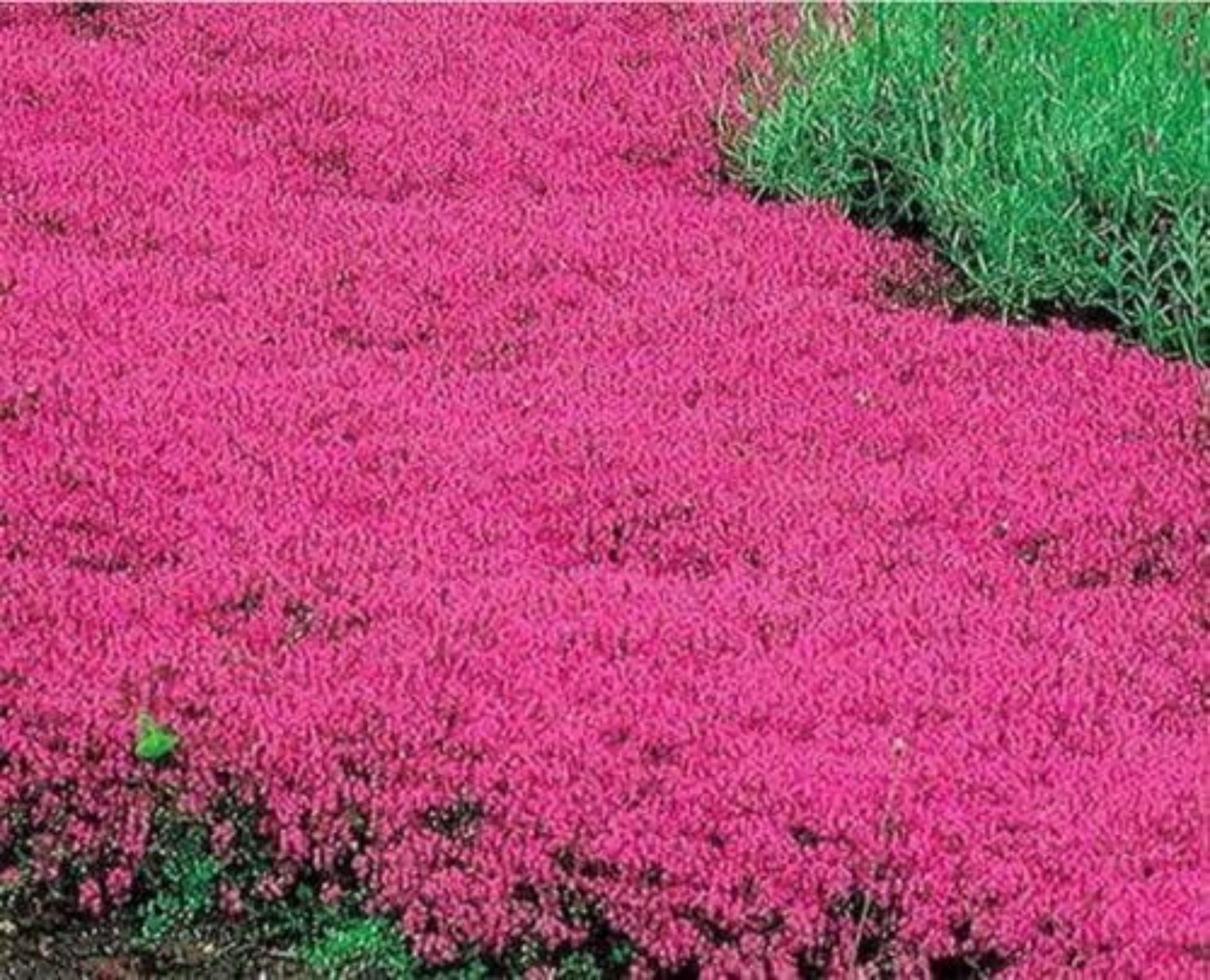 20000+ Red Creeping Thyme Ground Cover Seeds