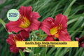 Daylily Ruby Stella Hemerocallis – 25 Bare Root Plants, Perennial Flowers for Garden, Bright Red Blooms, Easy to Grow Landscaping