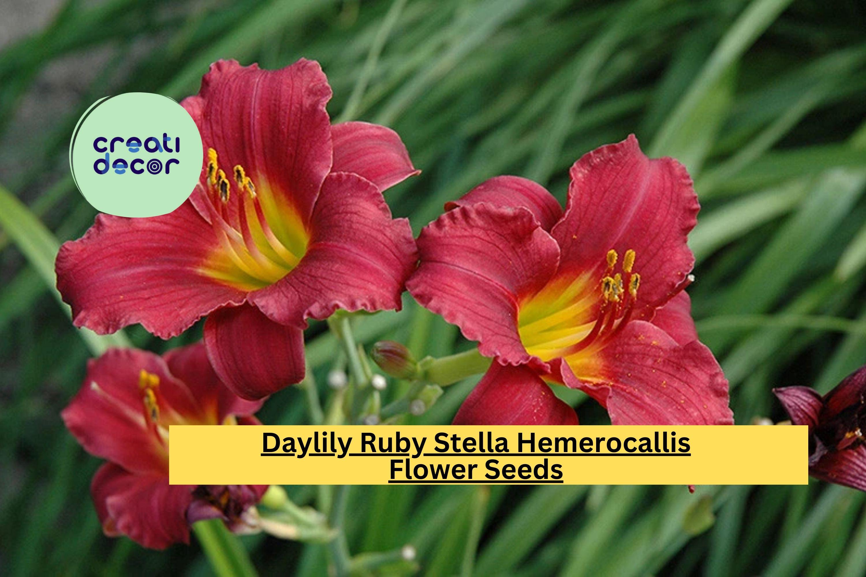 Daylily Ruby Stella Hemerocallis – 25 Bare Root Plants, Perennial Flowers for Garden, Bright Red Blooms, Easy to Grow Landscaping