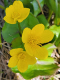 Yellow Marsh Marigold (Caltha palustris), 100 seeds