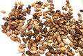 European Black Pine Tree Seeds (PINUS NIGRA) (Austrian Pine)