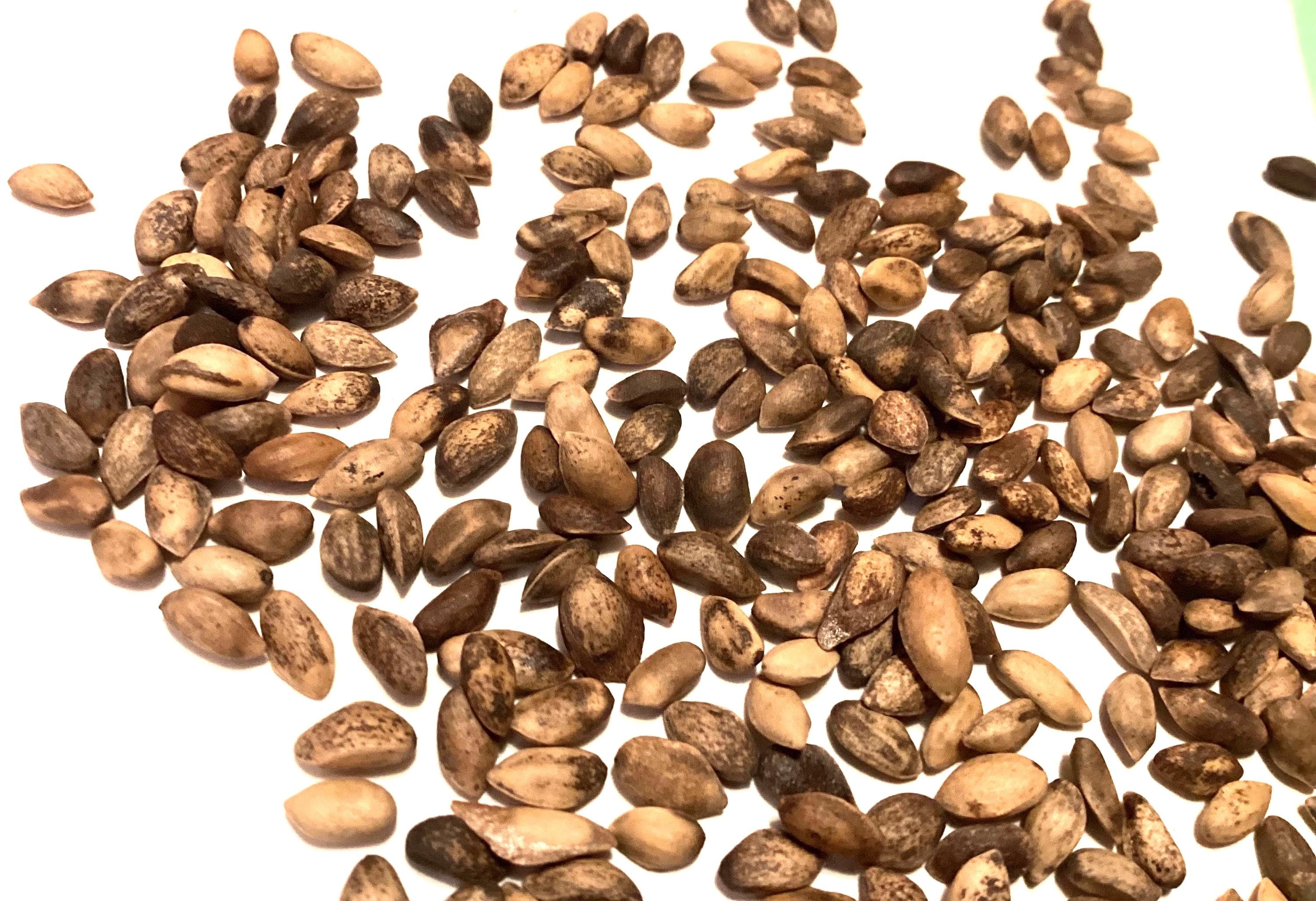 European Black Pine Tree Seeds (PINUS NIGRA) (Austrian Pine)
