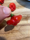 Authentic Heirloom Red Aji Cachucha Seeds