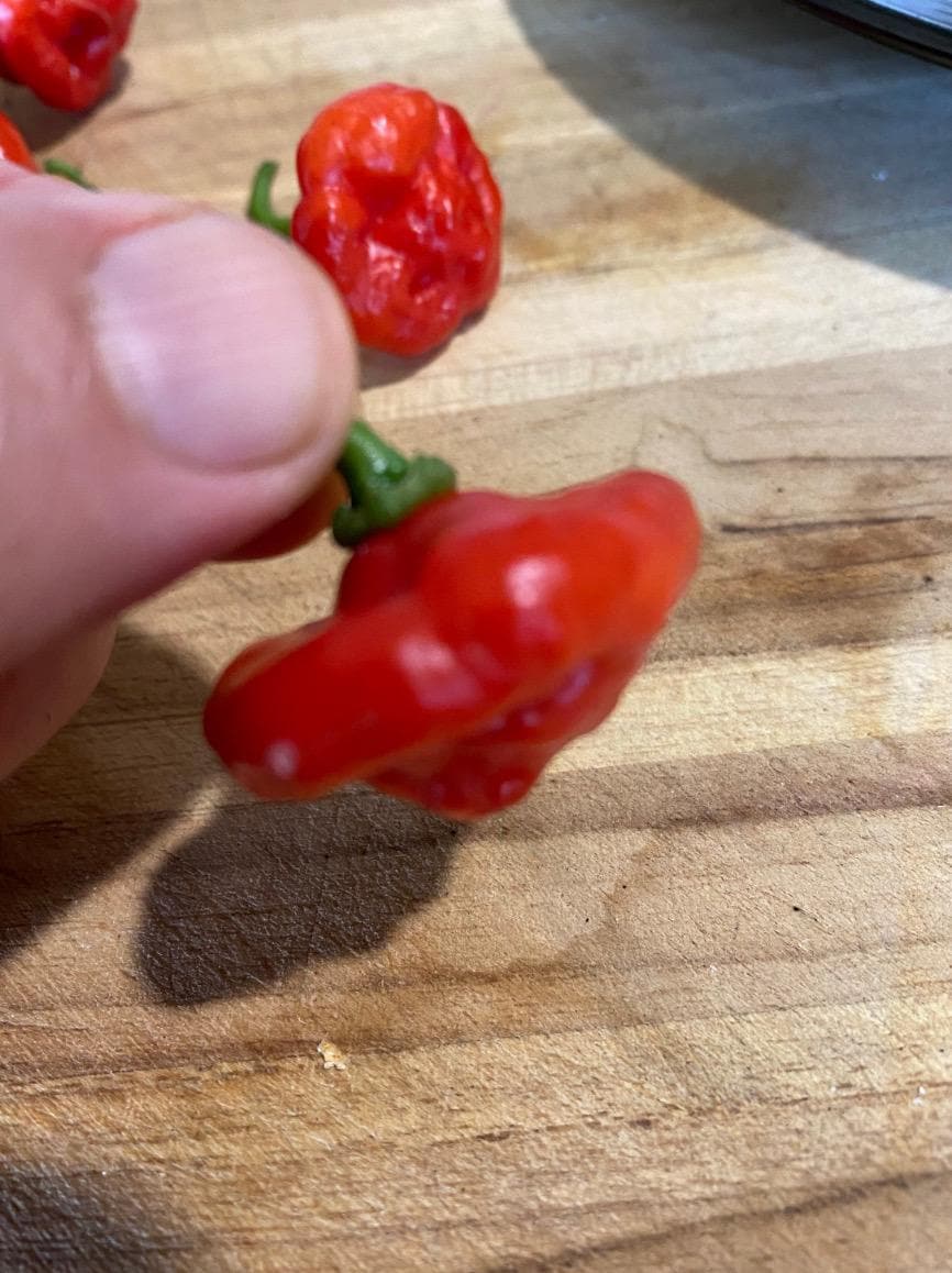 Authentic Heirloom Red Aji Cachucha Seeds