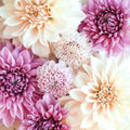 40+ Seeds Collection Dahlia, Perennial Cut Flower Mix, Vibrant Summer Blooms, Easy to Grow, Garden & Vase Favorite, Pollinator Friendly