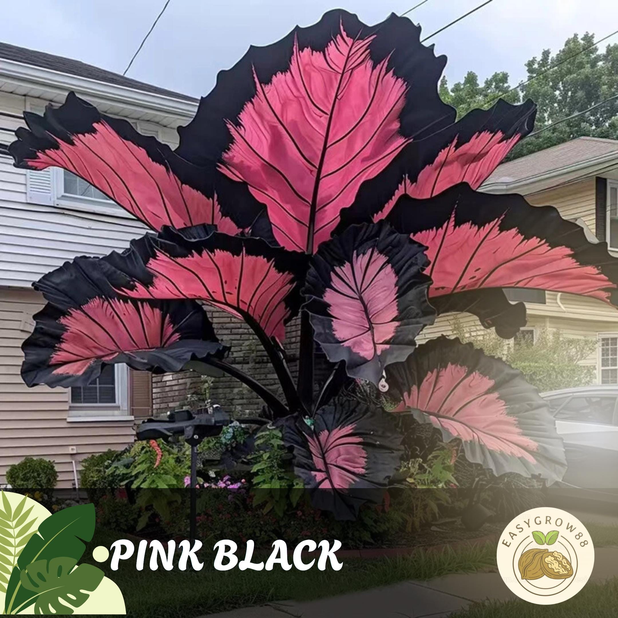 100 Pink and Black Caladium Seeds: Rare Tropical Foliage, Shade Plant Easy Grow