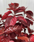 Acalypha Chenille 'Copper Plant' – Pack of 2 Live Starter Plants (4-6 Inches Tall) - Copperleaf, Fire Dragon Bush, or Jacob’s Coat