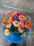 Zinnia Seeds