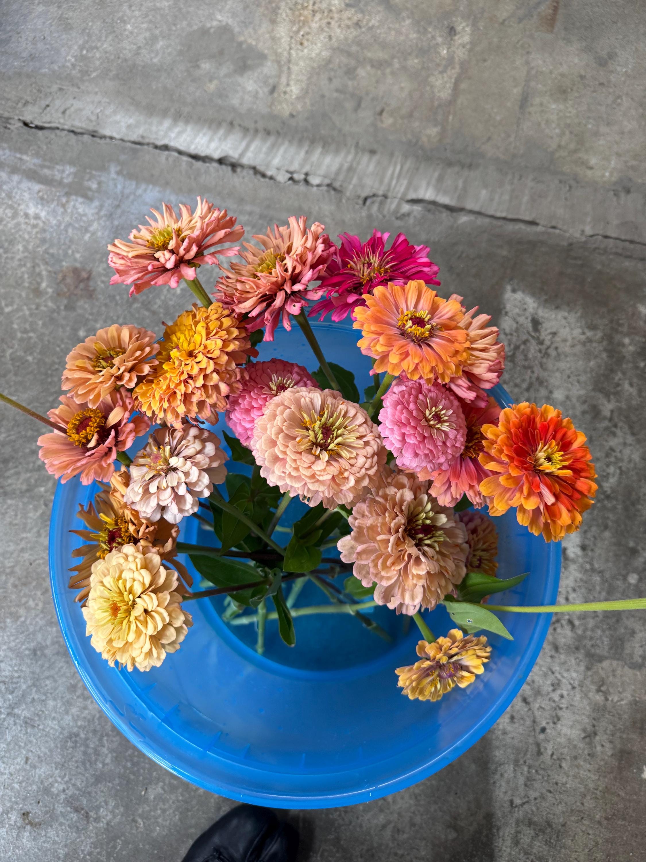 Zinnia Seeds