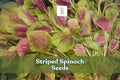 500 Striped Spinach Seeds – Yin Cho Callaloo – Nutritious Leafy Green for Planting