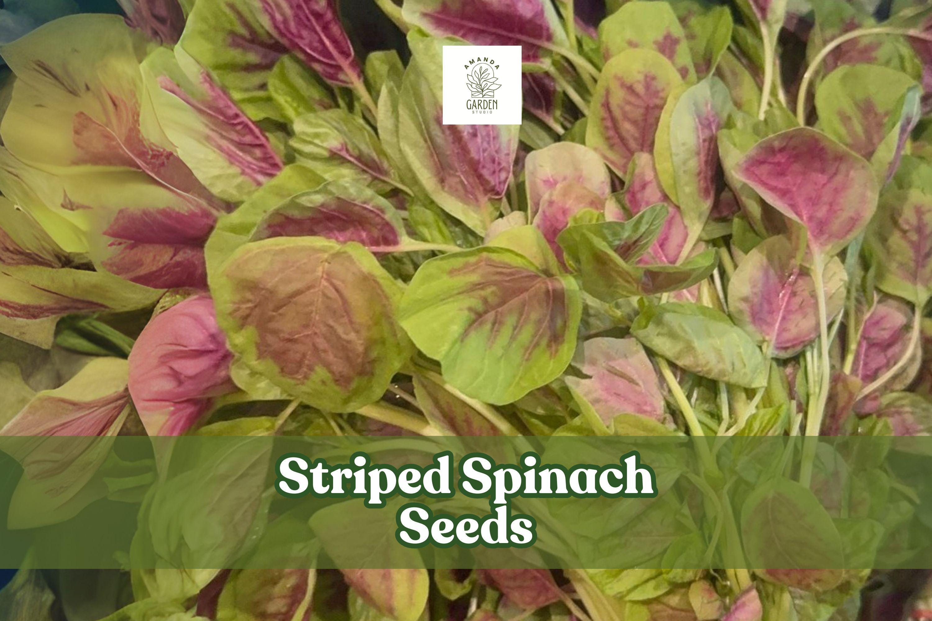 500 Striped Spinach Seeds – Yin Cho Callaloo – Nutritious Leafy Green for Planting