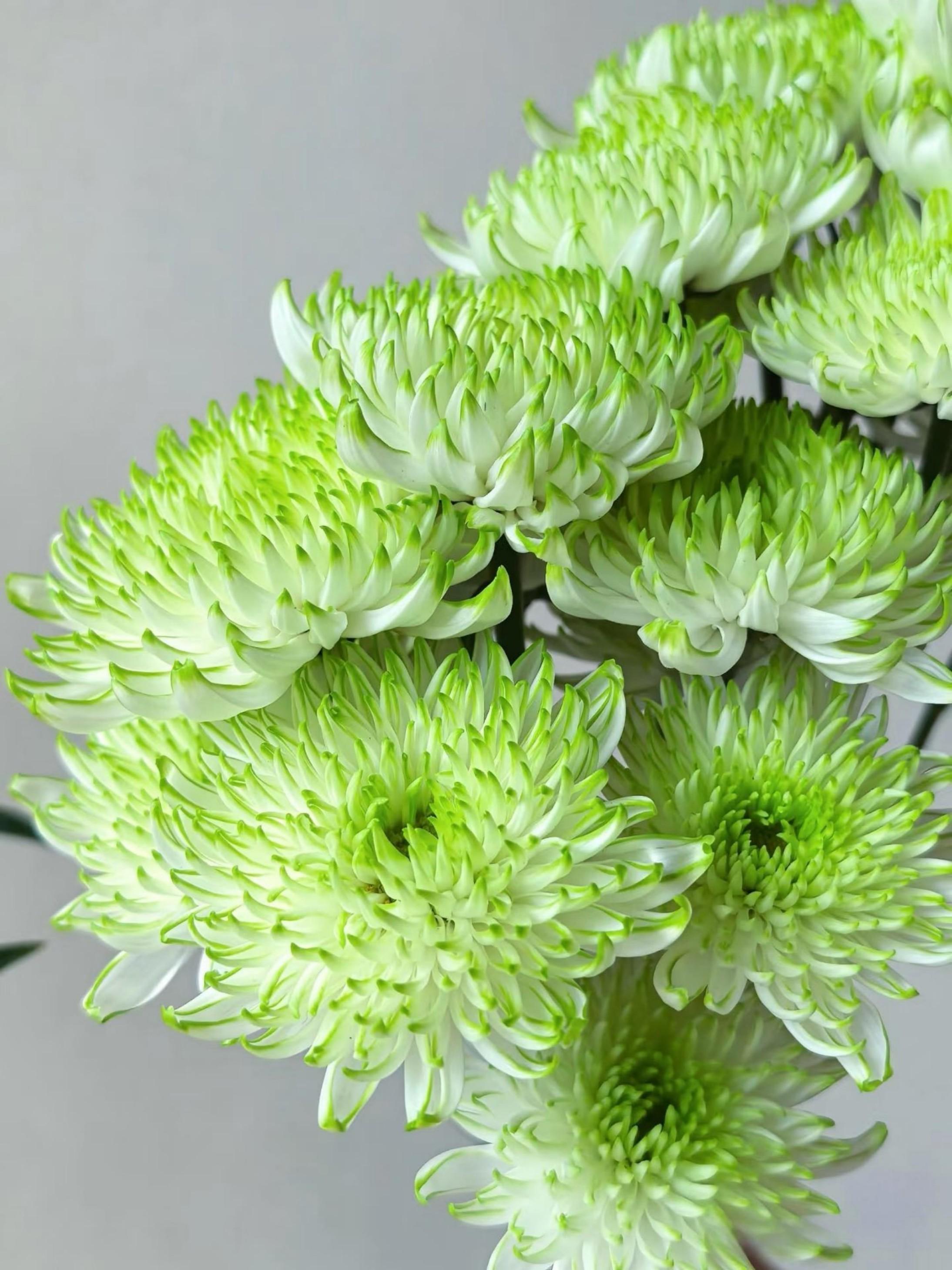 Green Flame  Seeds - King Size ,Rare Seeds, Non-GMO, Easy to grow, cut flowers