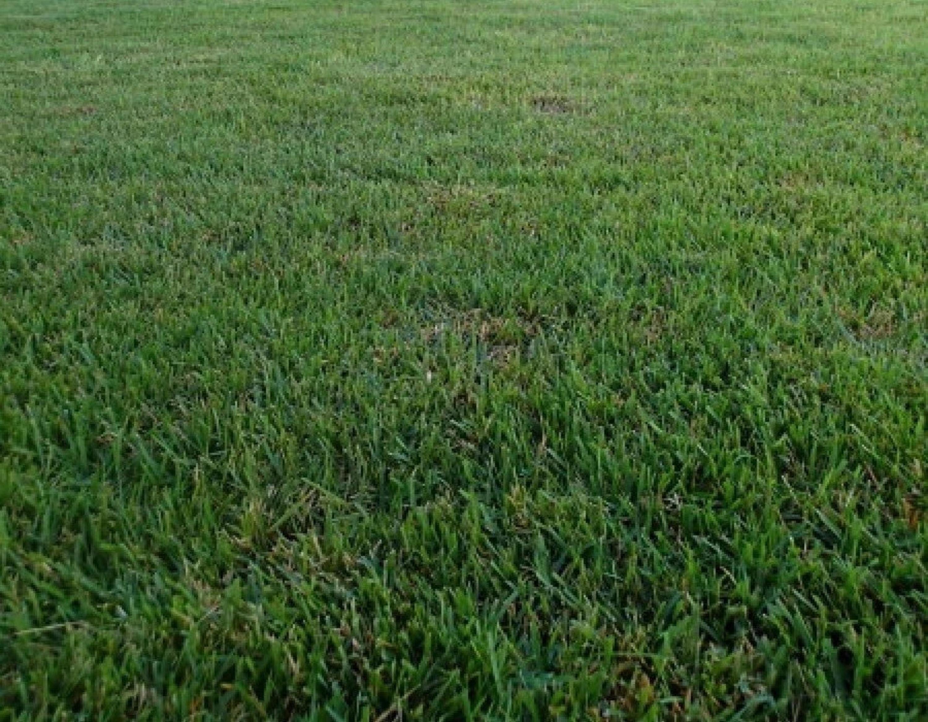 Zenith Zoysia Grass Seeds – 1000ct
