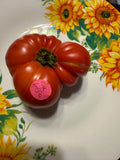 Dwarf Pink Livija