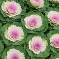 25 Organic Heirloom Kale Seeds: Non-GMO Vegetable Garden