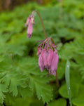Western Bleeding Heart | Pacific Bleeding Heart | Dicentra formosa | PNW Native | Seed Count 30