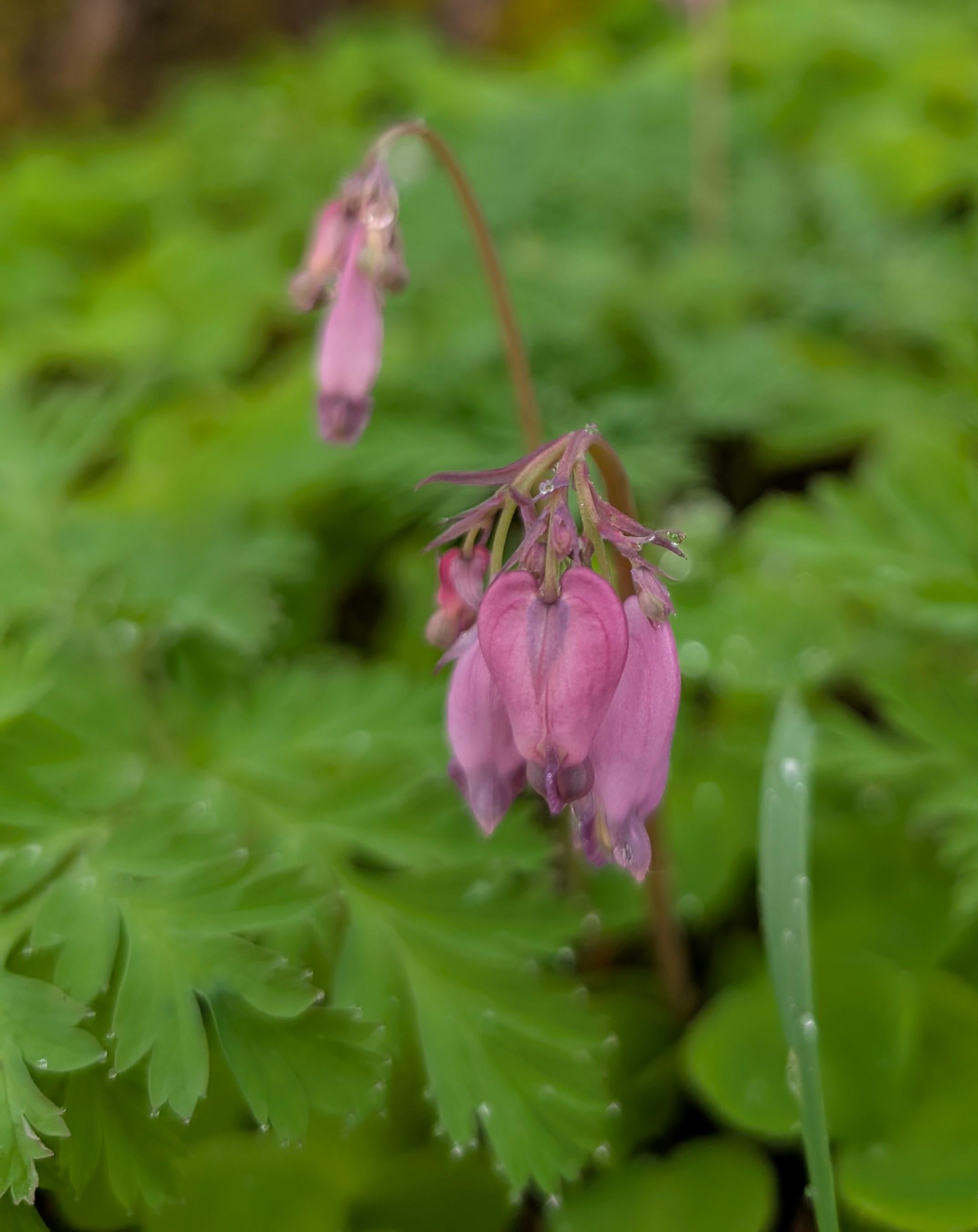 Western Bleeding Heart | Pacific Bleeding Heart | Dicentra formosa | PNW Native | Seed Count 30