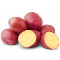 70 Red Potato Seeds Live for Planting, Red-Skinned Potato Seeds Easy for Growing from Seeds