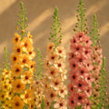 Southern Charm Mullein Seeds: Apricot Peach Cottage Garden Flowers