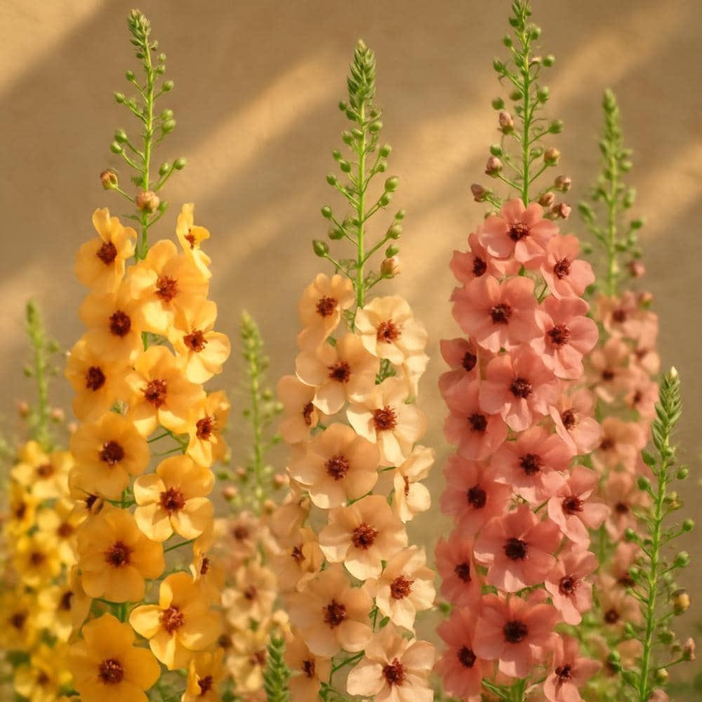 Southern Charm Mullein Seeds: Apricot Peach Cottage Garden Flowers