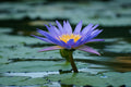 Blue Lotus Flower Bulbs Nymphaea Caerulea Egyptian Pesticide 10g
