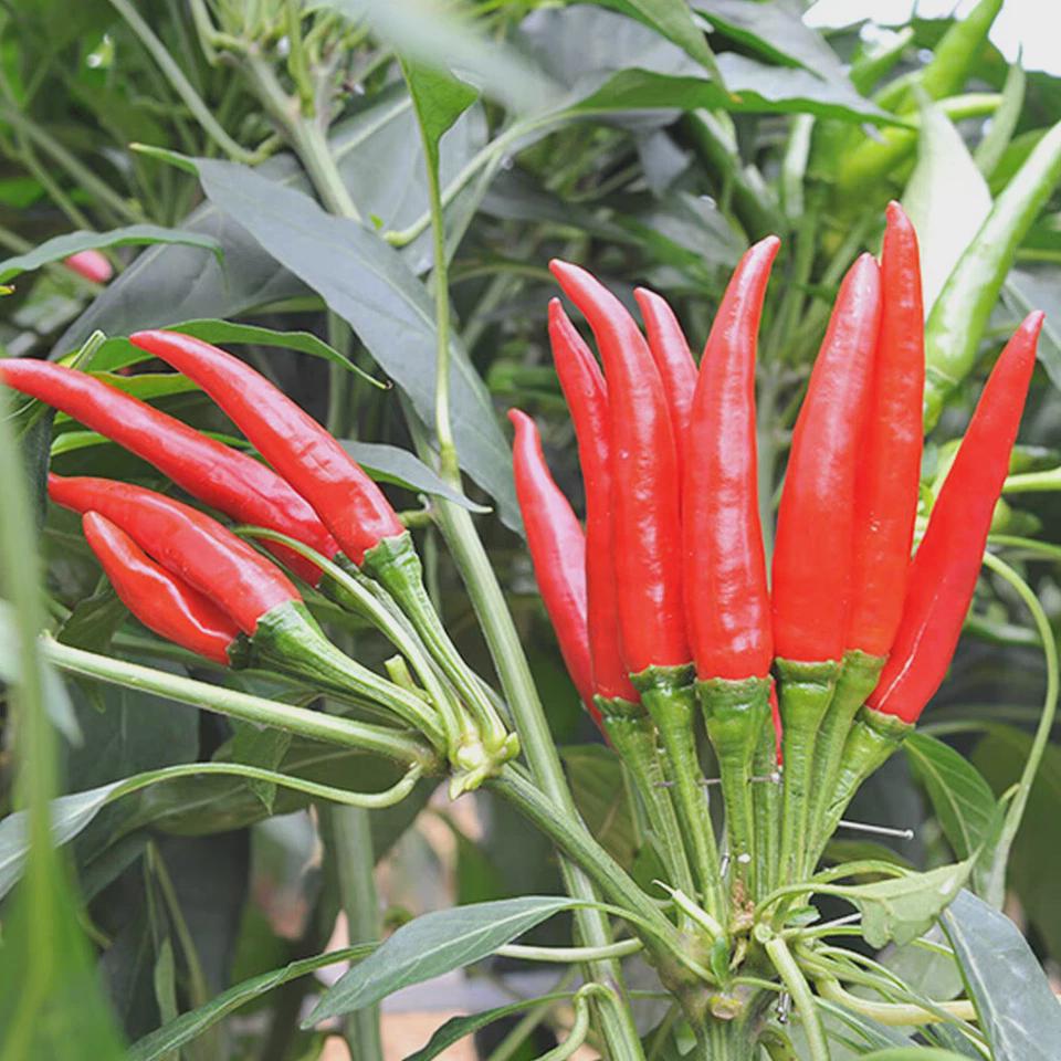 Thai Hot Pepper Seeds 50+ Very Fresh, Non-GMO Capsicum frutescens