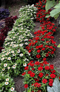 Profusion Zinnia Bright Red Seeds (40 Seeds)