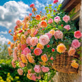Colorful Climbing Rose Seeds: 1000 Pack for Vibrant Blooms