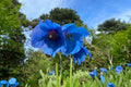 8000 Pcs Blue Papaver Rhoeas Seeds for Planting. Himalayan Blue Poppy, Meconopsis Betonicifolia, or Tibetan Rare Poppy Seed for Planting