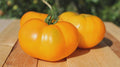 Yellow Brandywine Tomato Seeds, Indeterminate, Potato Leaf, NON-GMO, Free Shipping