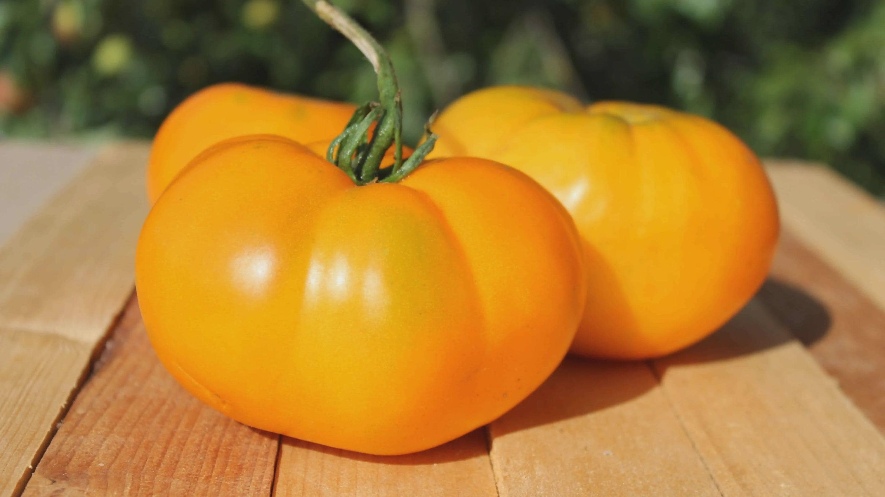 Yellow Brandywine Tomato Seeds, Indeterminate, Potato Leaf, NON-GMO, Free Shipping