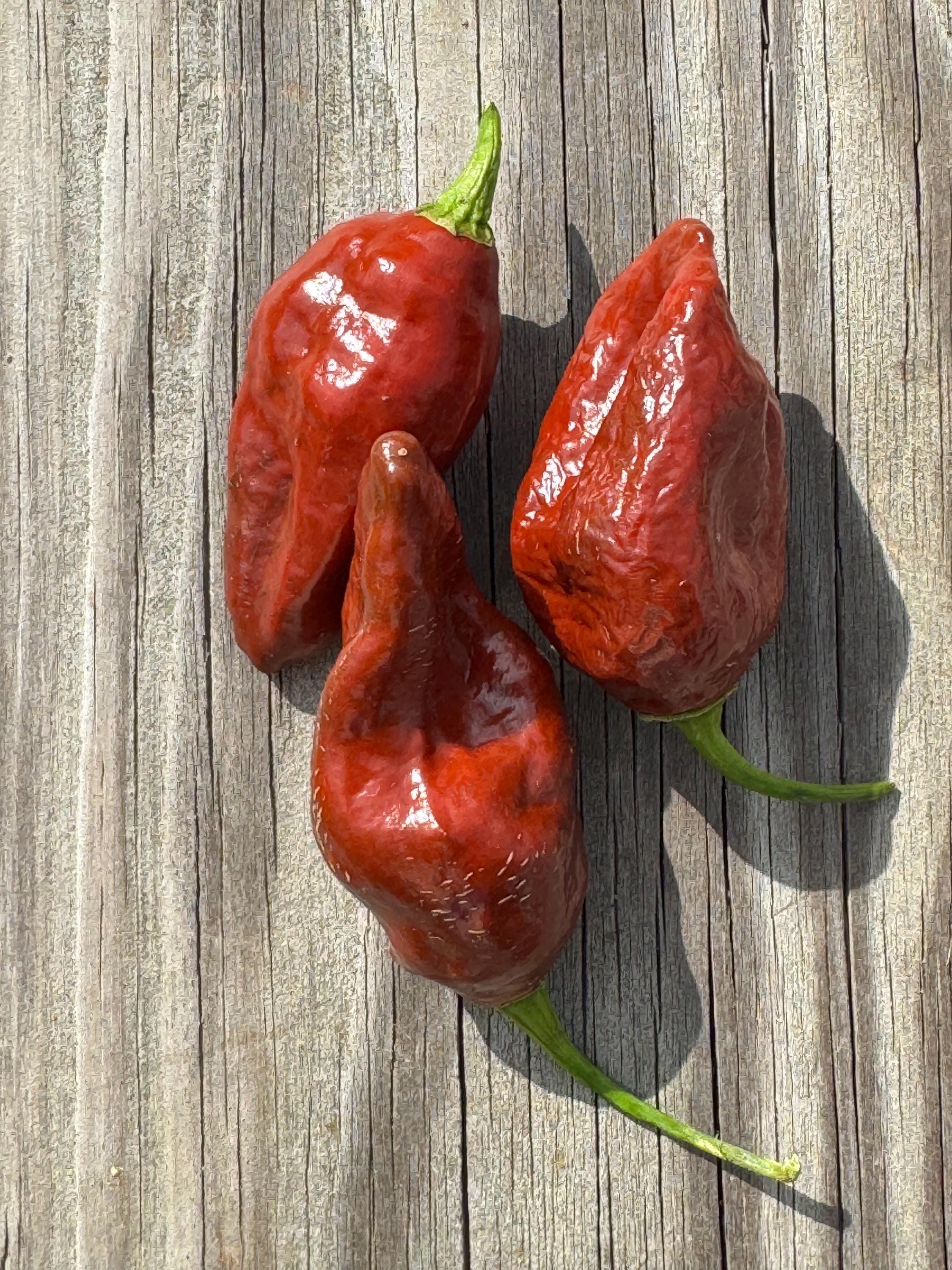 10 + Trinidad Coffee Pepper Seeds