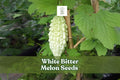 White Bitter Melon Seeds: Rare Tropical Climbing Vegetable Vine