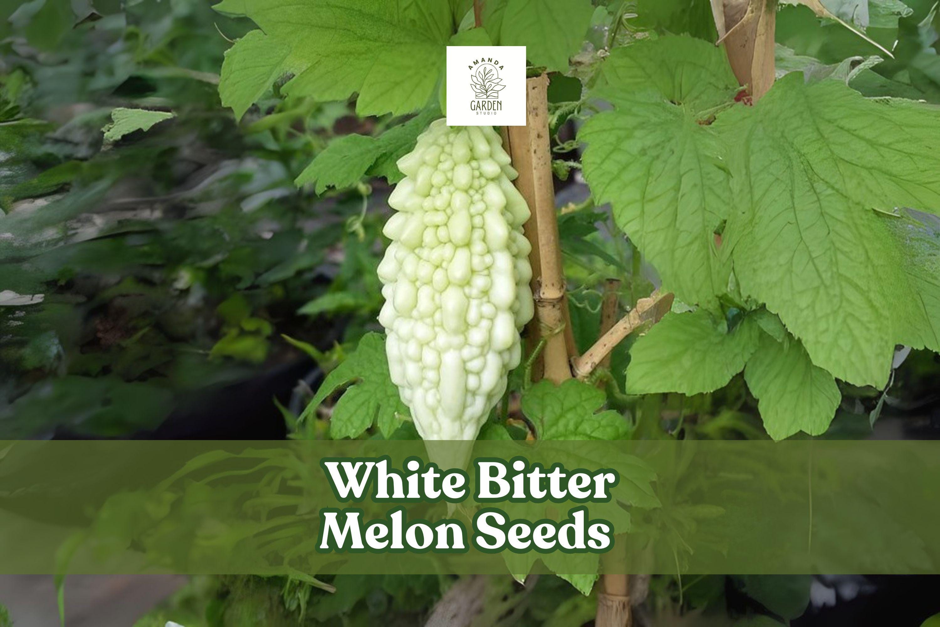White Bitter Melon Seeds: Rare Tropical Climbing Vegetable Vine
