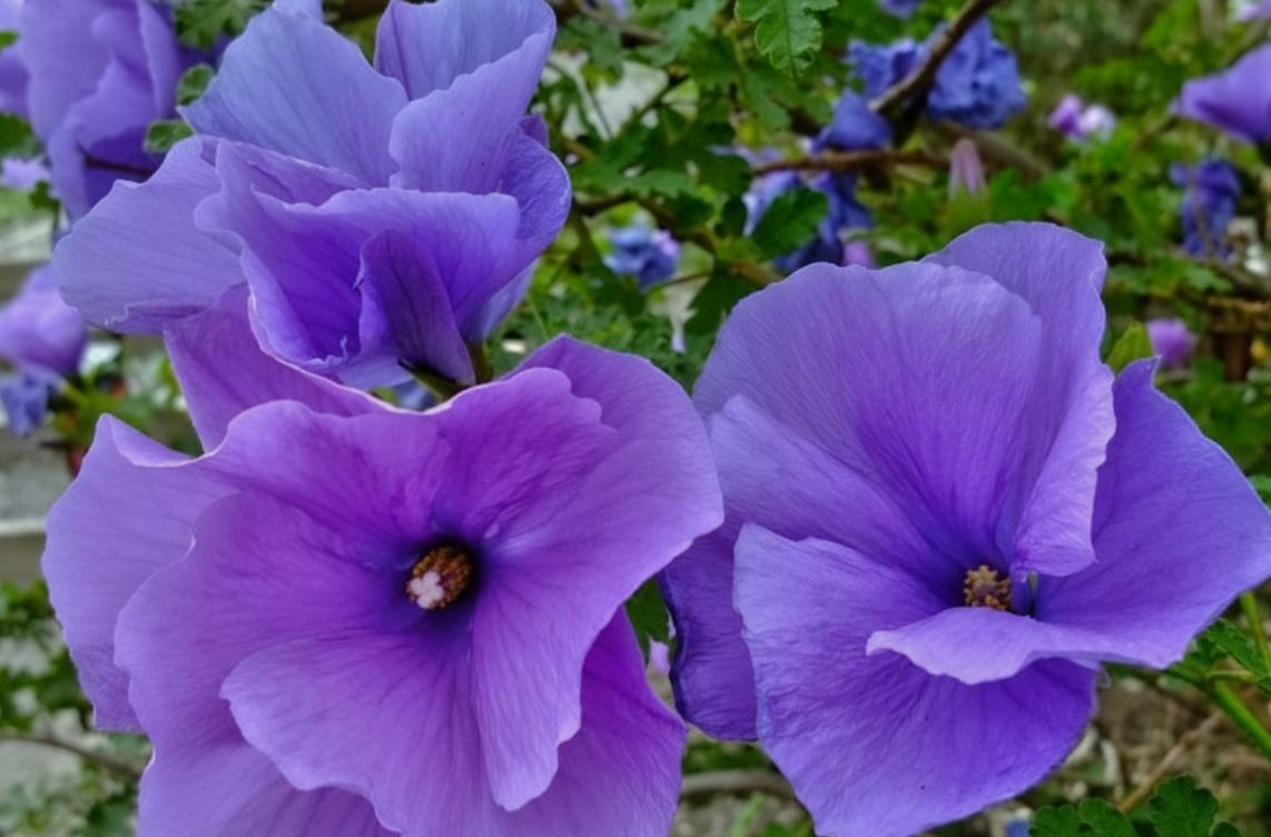 Blue Hibiscus Starter Plant Alyogyne Huegelii Exotic Blue Purple Blooms