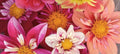 Colorful Collarette dahlia seeds great for pollinators and beautiful garden flowers