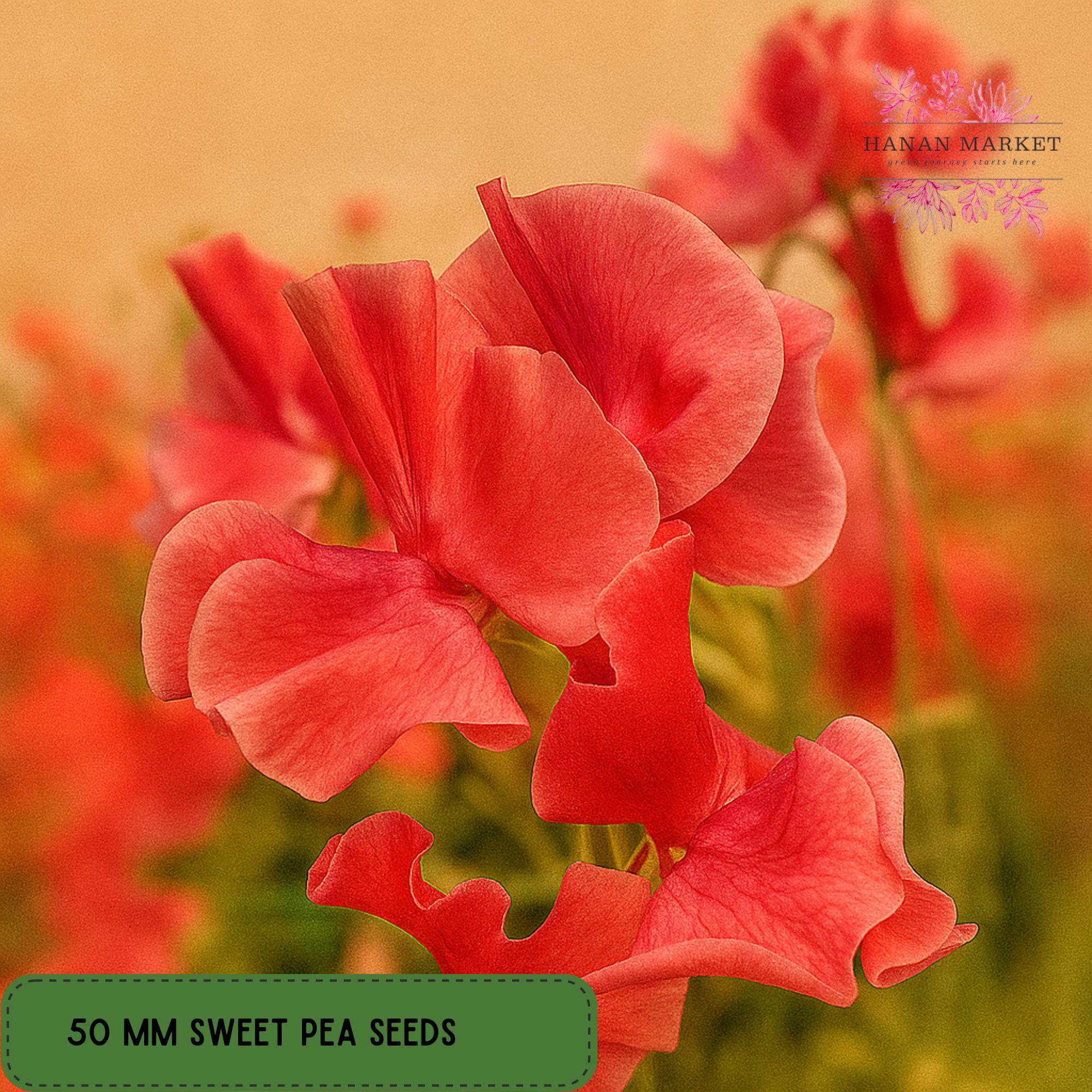 50 MM Sweet Pea Seeds, Fragrant Climbing Annual, Colorful Cottage Garden Favorite