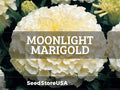 Moonlight Marigold Seeds | Tagetes Erecta | Non-GMO | Flower Seeds | Seed Store | 1192