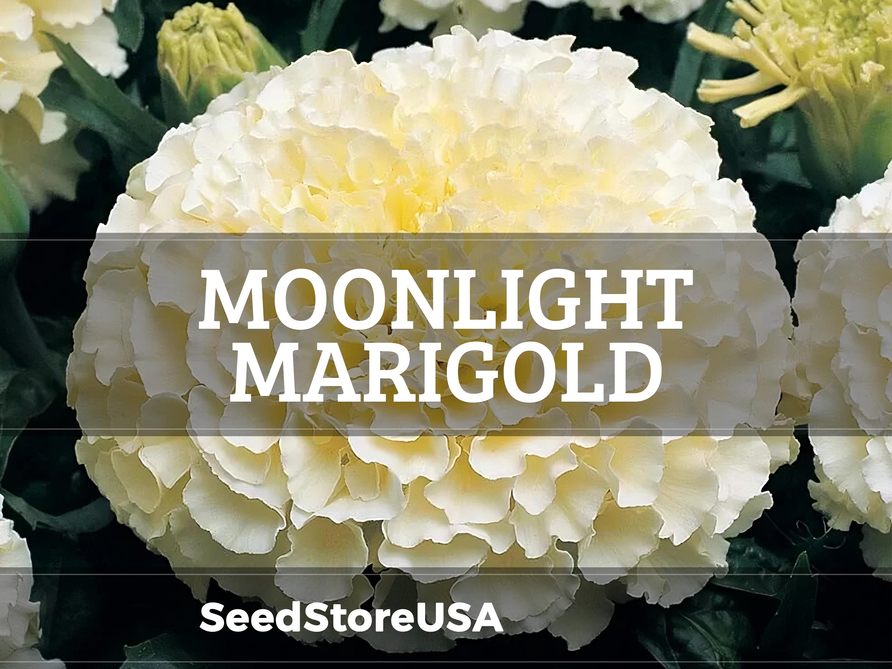 Moonlight Marigold Seeds | Tagetes Erecta | Non-GMO | Flower Seeds | Seed Store | 1192