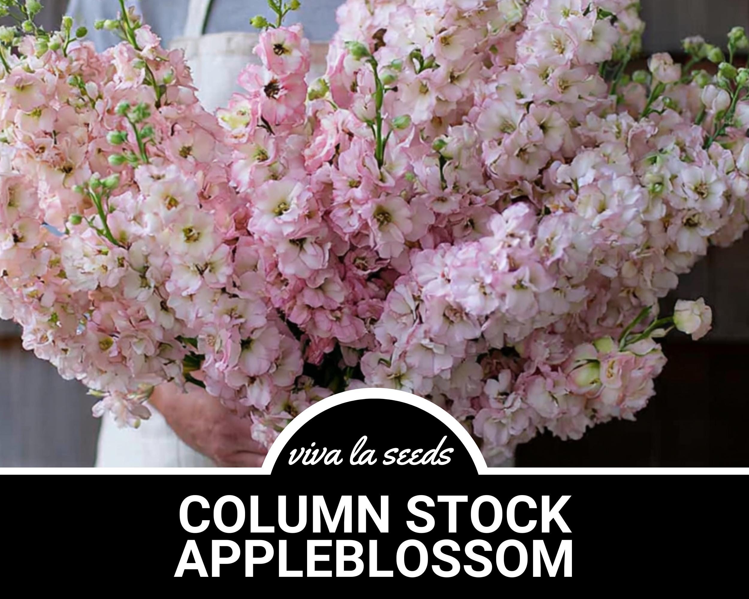Column Stock, Appleblossom | 50 Seeds | Heirloom Flower | Fragrant Pastel Pink Blooms | Matthiola incana