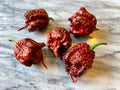 Chocolate Carolina Reaper Pepper Seeds